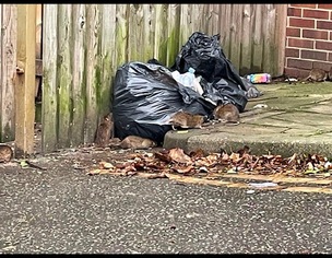 RAT INFESTED: The image of five rats scavenging through discarded bin bags has irked Coun Steve Bullcock.