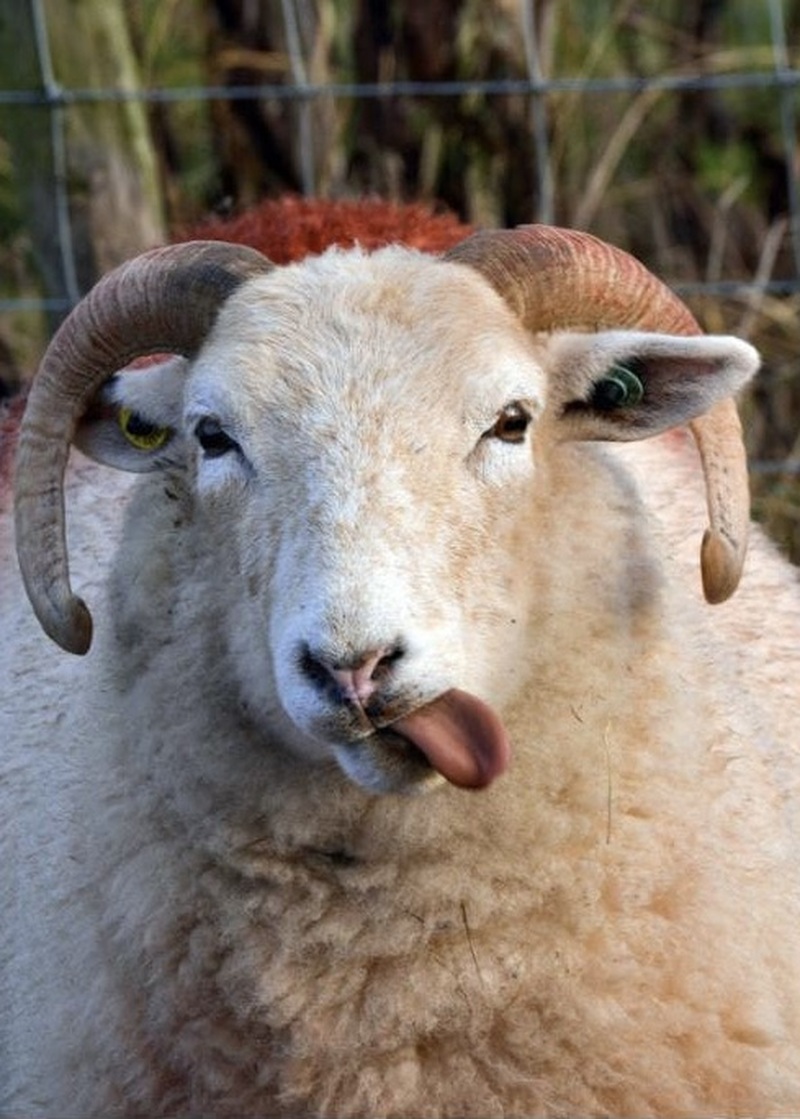 Main image for Celebrity sheep is putting Baa-rnsley on the map