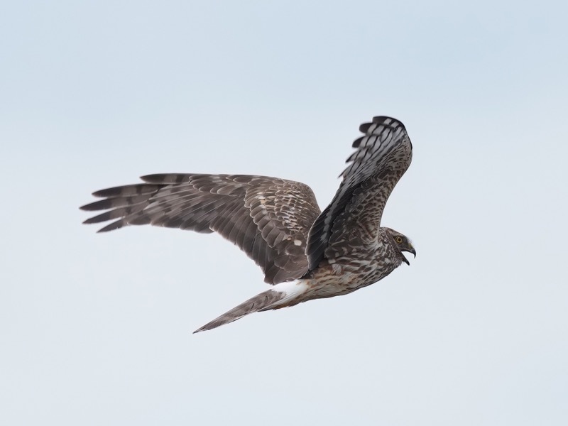 POOR BREEDING SEASON: Ground-nesting hen harriers.