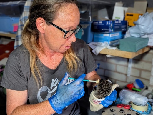 Debs Harrison feeding ‘Little Sausage’ the hedgehog.