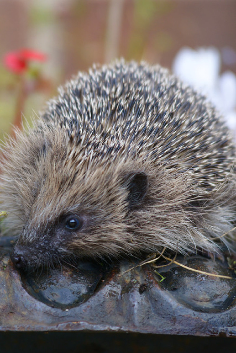 Main image for Hedgehog hibernation warning issued