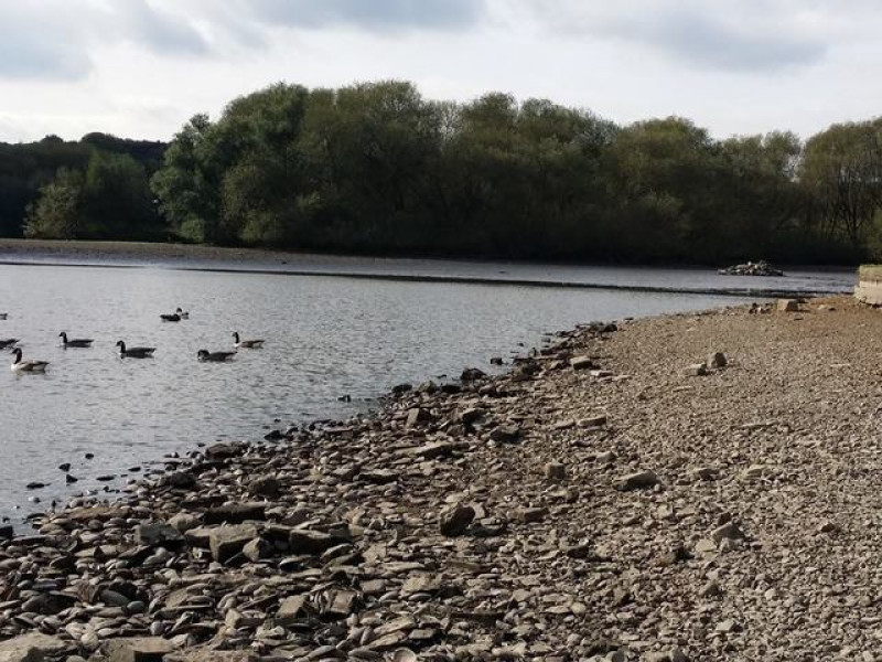 Main image for Fears for wildlife at Worsbrough reservoir