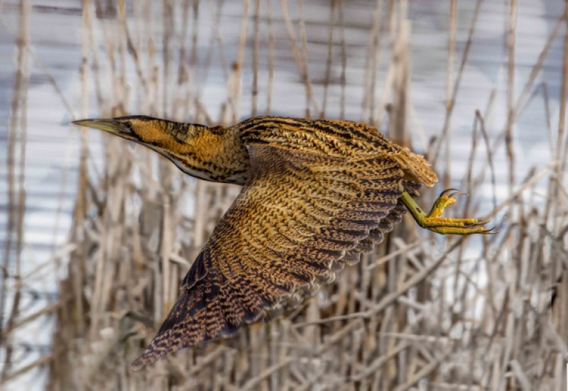 Main image for Rare birds return to Barnsley