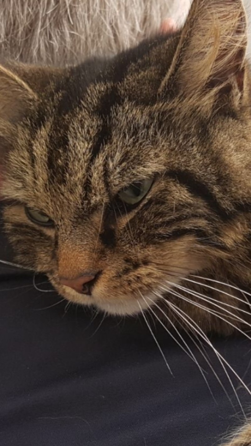Cat poisoned after recovering from shooting | Barnsley Chronicle