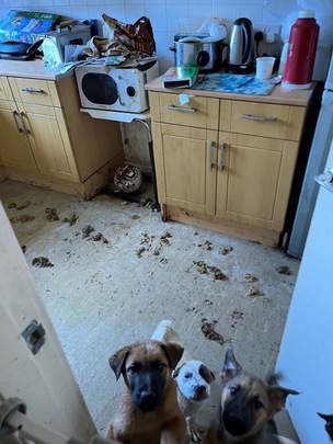 SQUALOR: The three dogs in the Royston flat.