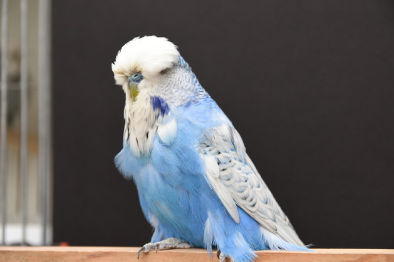 Main image for Tweet little budgie wins best in show