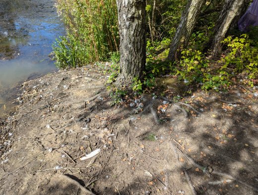 The location at the canal where the swan was found.