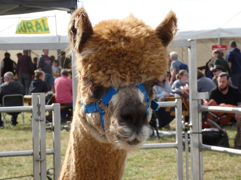 PENISTONE SHOW: The event took place last weekend. Pictures: Rebecca Sills.